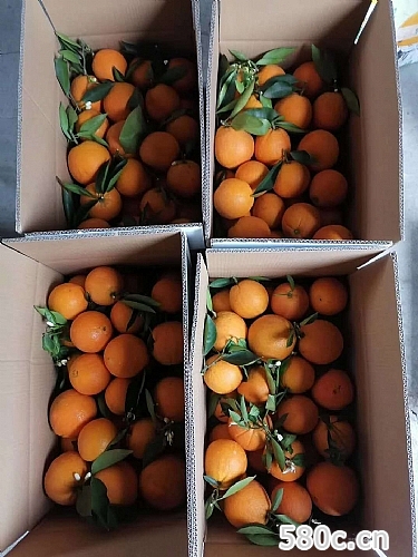 云阳红狮脐橙/夏橙20斤/件全国包邮